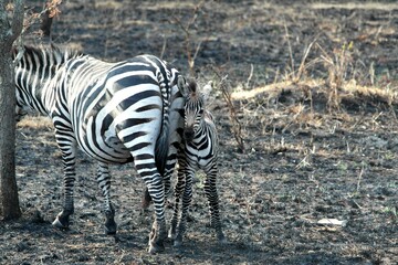 Zebra in Uganda in Lake Mburu