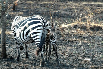 Zebra in Uganda in Lake Mburu