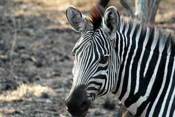 Zebra in Uganda in Lake Mburu