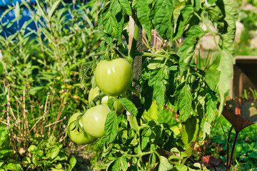 Lato w ogrodzie. Krzak pomidora pokryty zielonymi liśćmi, wśród których widać zielone, dojrzewające w słońcu owoce.