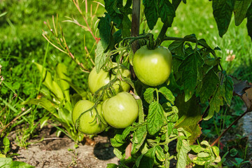 Lato w ogrodzie. Krzak pomidora pokryty zielonymi liśćmi, wśród których widać zielone, dojrzewające w słońcu owoce. - obrazy, fototapety, plakaty