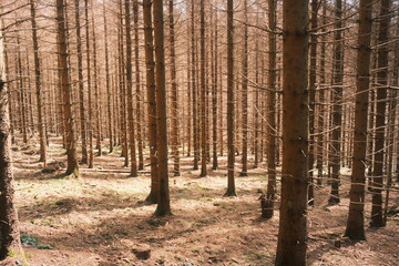 Trockenheit im Fichtenwald Harz. 