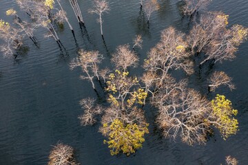 autumn leaves on the water