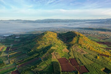 aerial view of vineyards in the morning