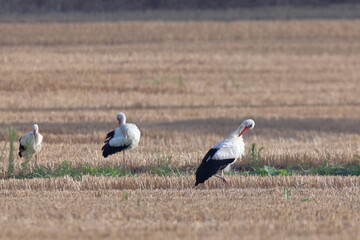cicogne nel campo