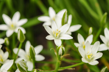 white spring flowers