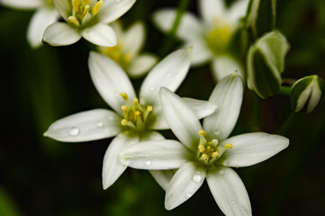 white spring flowers