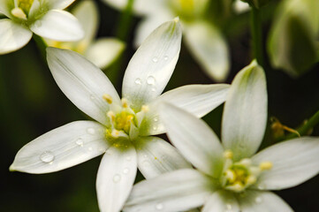 white spring flowers
