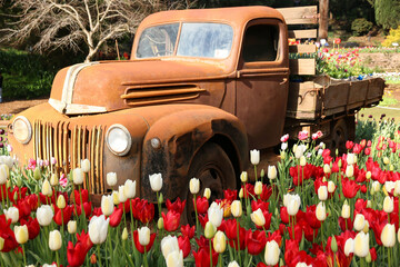 Red and White Tulips in Bloom with Old Rusty Car at Araluen Botanic Park, Perth, Western Australia