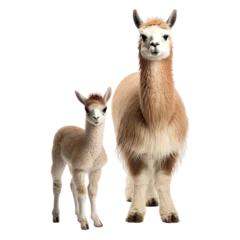 Fotobehang front view of llama animal with baby isolated on a white transparent background. © SuperPixel Inc
