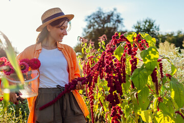 Woman gardener checking hanging amaranth picking flowers in summer garden. Cut flowers farm. Red drooping spikes