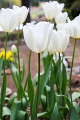 Fototapeta premium White Tulips in bloom at Araluen Botanic Park, Perth, Western Australia, Australia