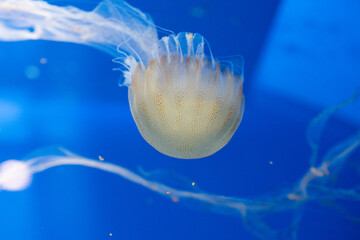 Jellyfish