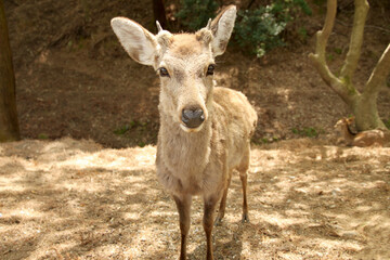 Cute Deer at Nara Park, Japan