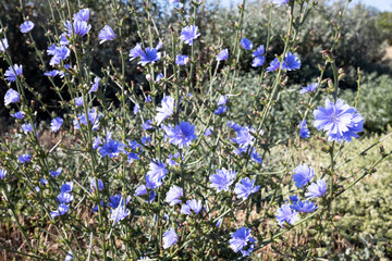 Chicory (Cichorium intybus) blooms in the wild in summer. Blue chicory flowers grow on a stem in a flower garden. cultivation of medicinal plants concept - obrazy, fototapety, plakaty