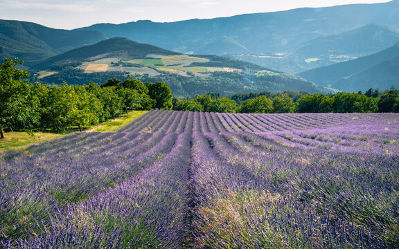 Lavender field in summer near Saint Nazaire le Desert with mountains in the background, in the south of France, Drome