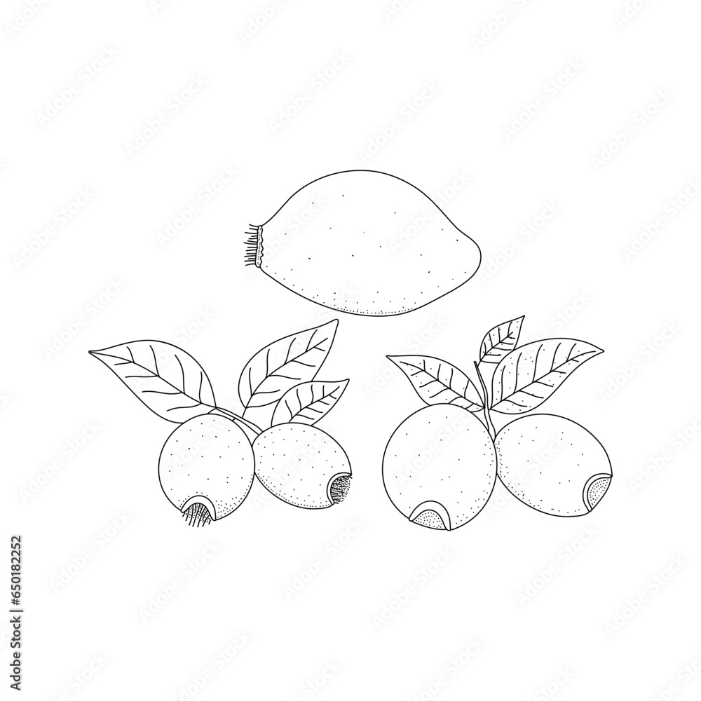 Poster set of rosehip doodle sketch. vector graphics isolated on white background