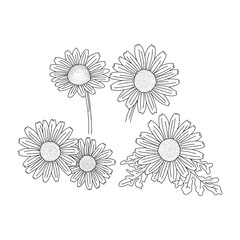 Set of camomile flower floral doodle hand drawn vector illustration isolated on white background