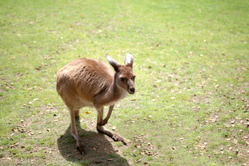 Kangaroo in the wild in Australia