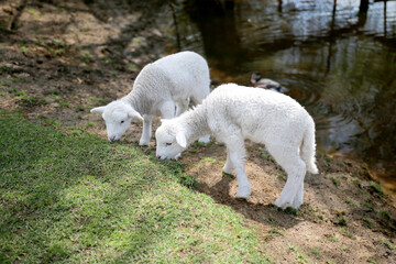 Baby Lambs Grazing on Grass