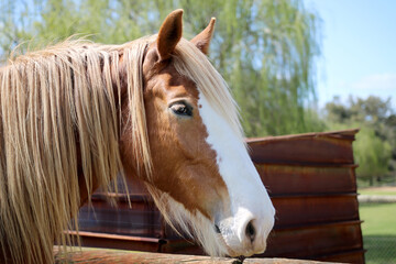 Beautiful Brown Horse on the Farm
