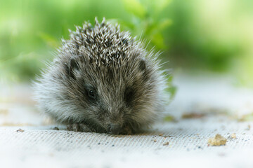 European hedgehog (Erinaceus Europaeus), close-up sitting in the yard on the path.