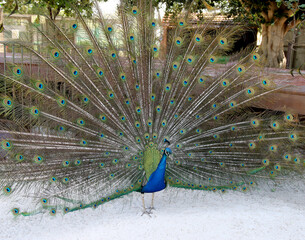 Male Peacock Fanning out Beautiful Tail Features to Attract Mate