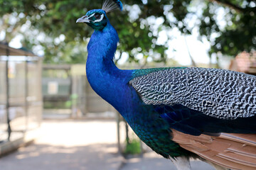 Closeup of Beautiful Elegant Male Peacock