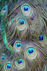 Close up of Beautiful Peacock Feathers Eyespots on a Peacock
