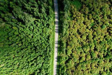 Road Through The Dense Forest