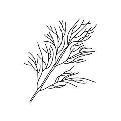Floral doodle dill doodle icon. Garden plant. Hand drawn illustration isolated on white background