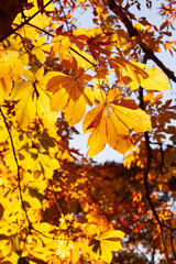 トチノキの紅葉