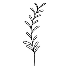 Fototapeta premium rosemary doodle icon, vector illustration isolated on white background