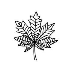 Hand drawn maple leaf doodle outline. Maple leaf in line art style isolated on white background