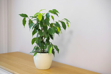 Green ficus in a pot on the table