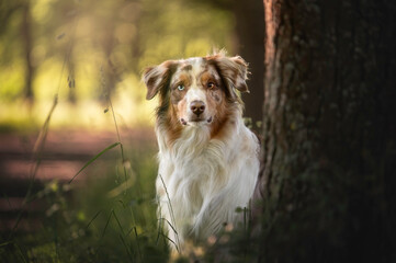 Australian shepherd dog in the forest