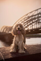 english cocker spaniel on bridge Köln