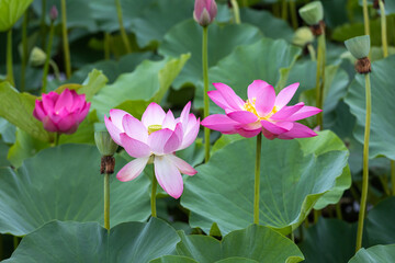 Fototapeta premium Lotus blossoms in the pond
