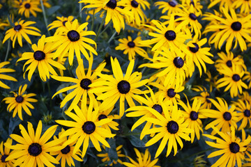 Beautiful floral background. Bright yellow rudbeckia or Black Eyed Susan flowers. Colorful nature abstract. Bright colors of autumn.