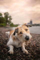 Cute mixed breed dog portrait head tilt at the beach sunset