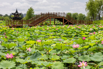 Lotus blossoms in the pond