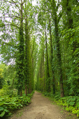 Fototapete bei efototapeten.de bestellen   