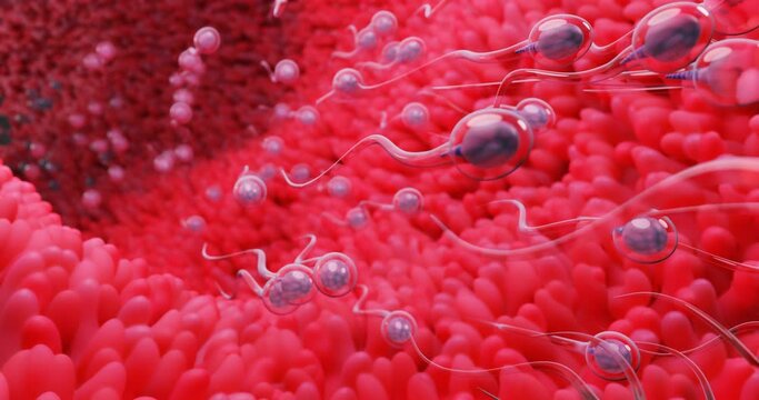 The sperm fertility is directed towards the egg bubble after sex. To do human mating. A pre-fertilization model between an egg and a sperm. 3D Rendering