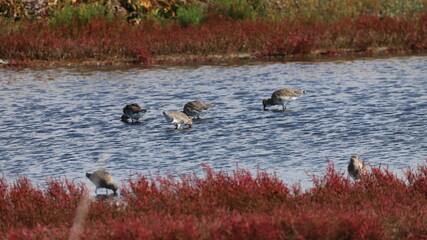 oiseaux marins