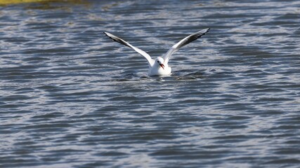 mouette en vol