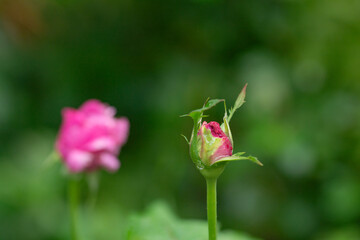 rose bud, raindrops on a flower
