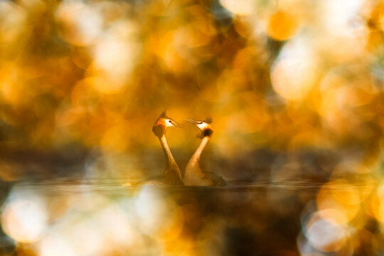 Birds photo in an impressive background. Colorful bokeh background. Great Crested Grebe.
