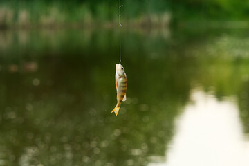 fishing bait on the lake, fish in a pond
