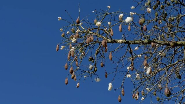 Ceiba speciosa