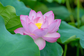 Obraz premium 東京都台東区 不忍池 蓮の花